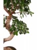 Saksıda Orta Boy Ficus Ginseng Bonsai